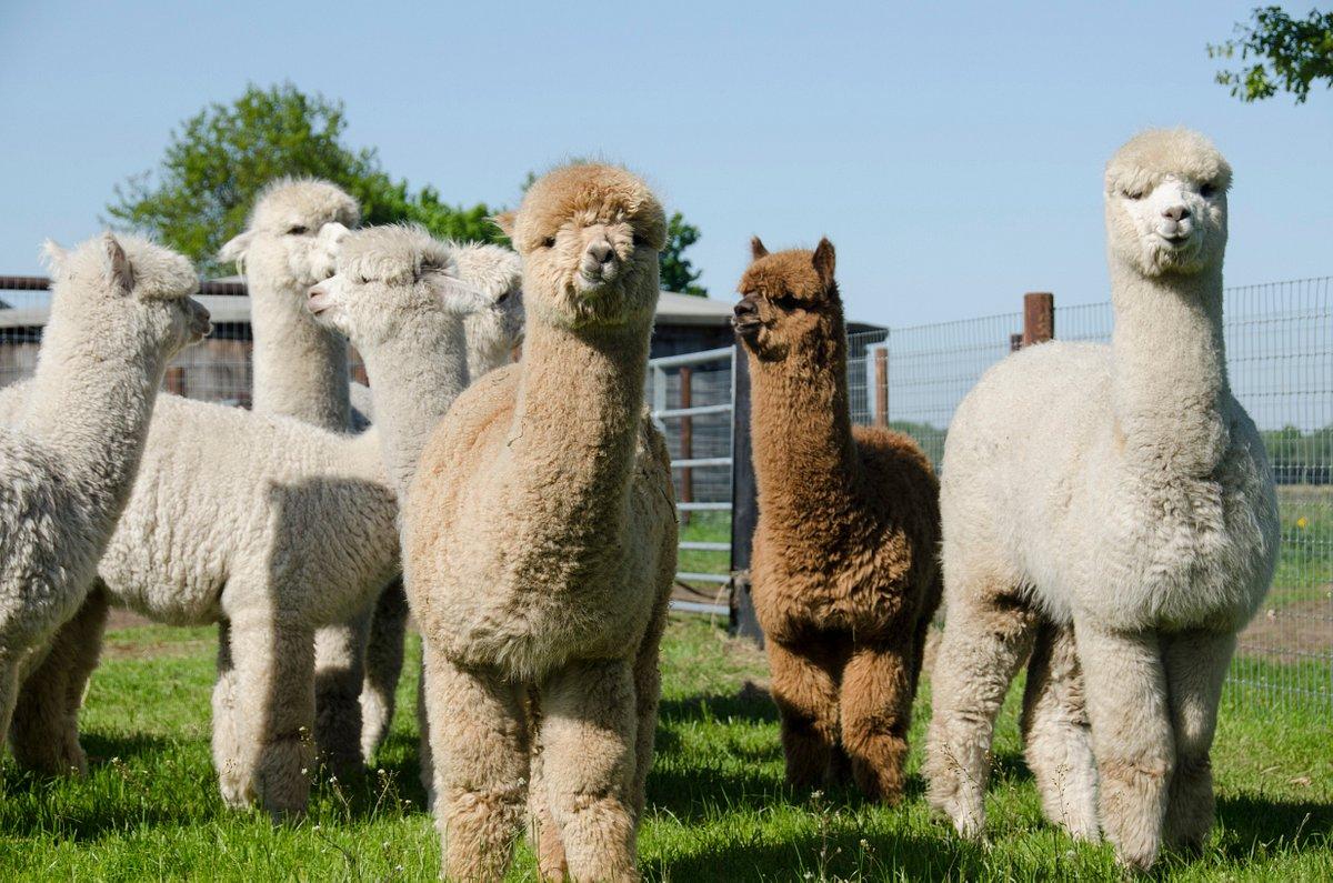Alpacafarm Vorstenbosch - Het Goeie Leven 