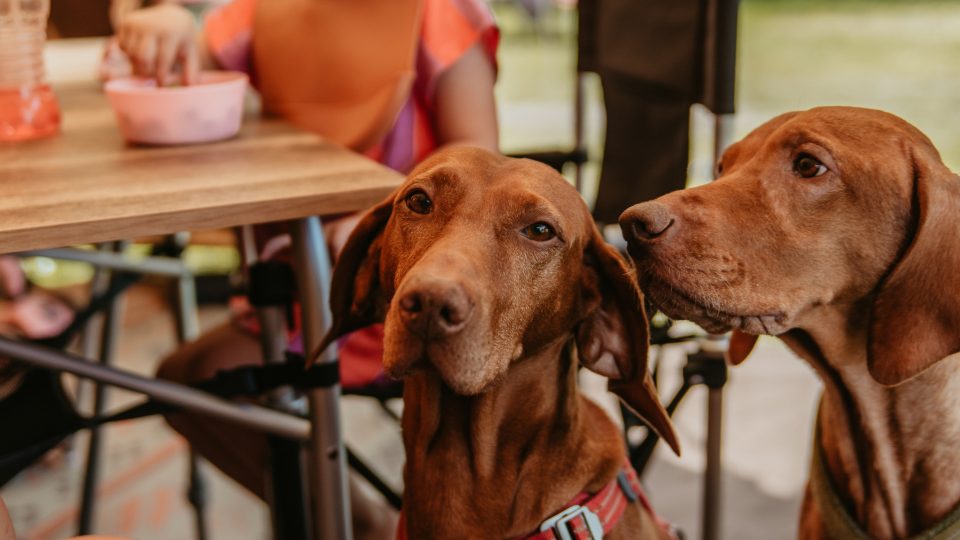 Hond - Het Goeie Leven Hond - Het Goeie Leven